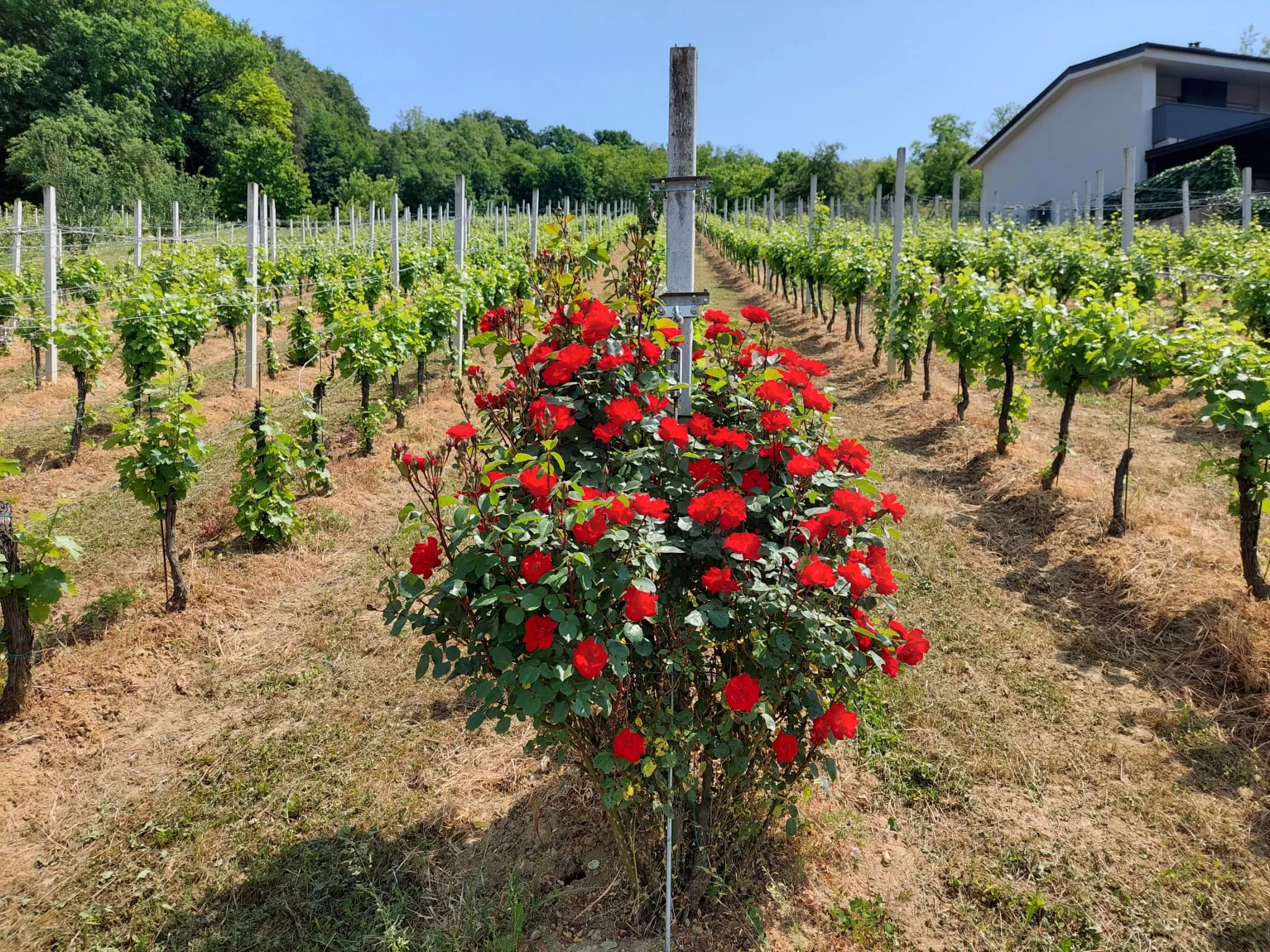 Vinograd Stružnjak